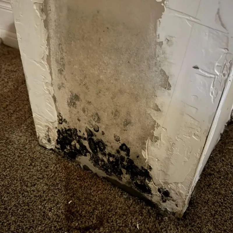 Professional Mold Removal in Santaquin, UT